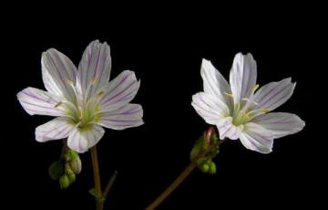 Lewisia | North American Rock Garden Society